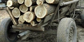 Transport ilegal de material lemnos sancţionat de poliţiştii din Borşa