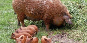 Programul de susținere a crescătorilor de porci de reproducție din rasele Bazna şi/sau Mangaliţa continuă și în acest an