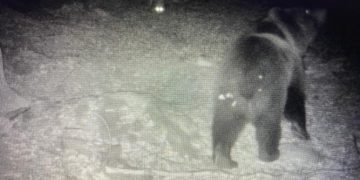 Salvamont Satu Mare: Urșii au intrat pe traseele montane, în ultimele săptămâni de restricții