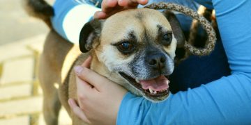 În atenția proprietarilor de câini din Municipiul Baia Mare