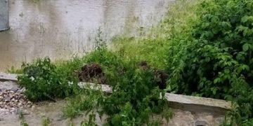 Comuna Șișești a fost grav afectată de ploile torențiale din ultimele zile