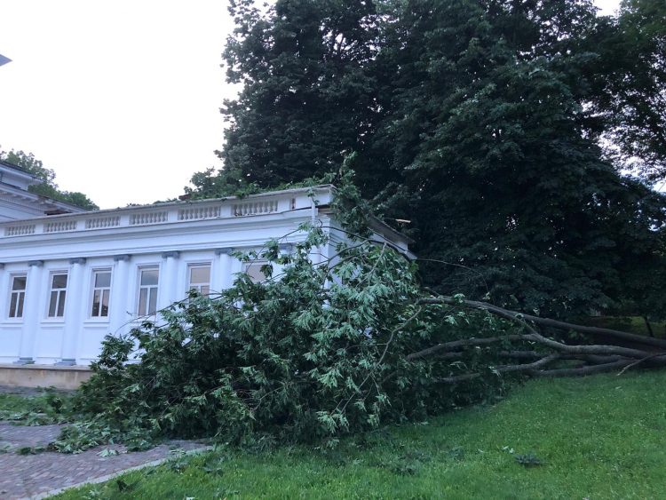 La un pas de tragedie. Un stejar a căzut lângă Muzeul de Etnografie și Artă Populară – FOTO