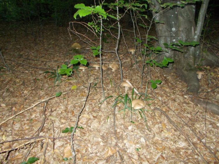 E sezonul ciupercilor! Atenție ce consumați