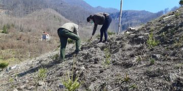 Direcţia Silvică a împădurit 700 de hectare în Maramureş
