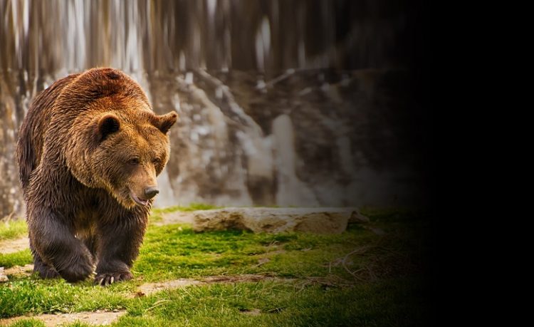 Recomandările jandarmilor pentru a evita atacul ursului brun carpatin prezent în zona de munte a judeţului nostru