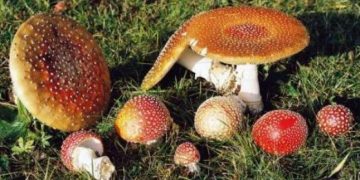 Două adolescente de 15 ani, intoxicate cu ciuperci, au ajuns la Spitalul Județean de Urgență