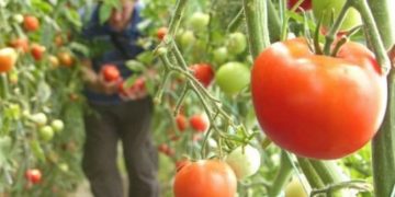 Veste bună pentru agricultori: Termenele pentru Programul Tomata 2020 vor fi prelungite