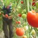 Veste bună pentru agricultori: Termenele pentru Programul Tomata 2020 vor fi prelungite
