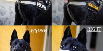 Câinele vedetă al Poliției ne arată cum să purtăm corect masca