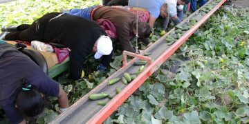 Focar de coronavirus la o fermă din Bavaria: 480 de muncitori români, plasaţi în carantină