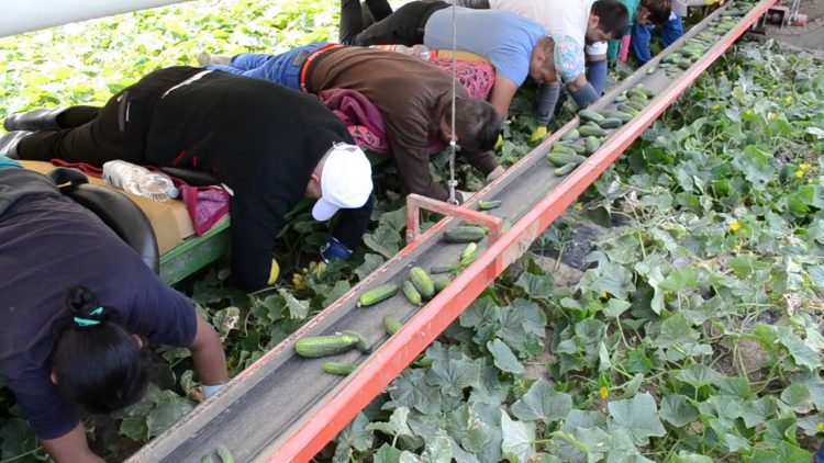 Focar de coronavirus la o fermă din Bavaria: 480 de muncitori români, plasaţi în carantină