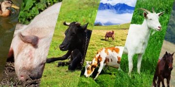 Fermierii pot depune la APIA cererile de plată pentru ajutorul de stat în sectorul creşterii animalelor aferente serviciilor prestate în trimestrul II și luna iunie 2020