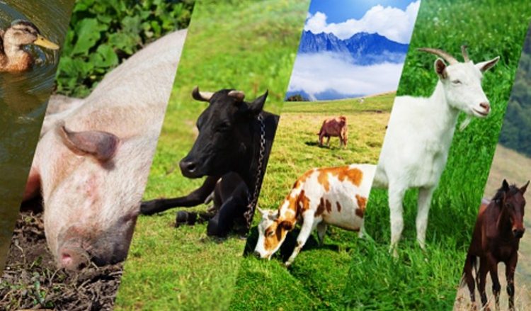 Fermierii pot depune la APIA cererile de plată pentru ajutorul de stat în sectorul creşterii animalelor aferente serviciilor prestate în trimestrul II și luna iunie 2020