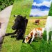 Fermierii pot depune la APIA cererile de plată pentru ajutorul de stat în sectorul creşterii animalelor aferente serviciilor prestate în trimestrul II și luna iunie 2020