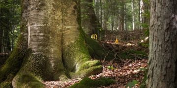 Vizită în Codrii Seculari de la Strâmbu-Băiuț! Galerie Foto