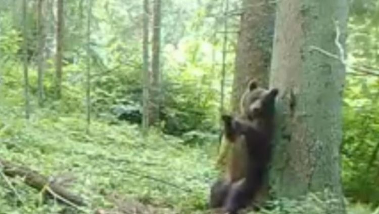 Imagini amuzante. Un ursuleț a fost surprins de cameră în timp ce se scarpină de scoarța unui copac