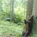 Imagini amuzante. Un ursuleț a fost surprins de cameră în timp ce se scarpină de scoarța unui copac