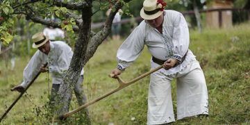 „Clacă de coasă” – băimărenii își vor reaminti de o zi din „universul” satului tradițional
