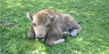 Un pui de zimbru și-a găsit nașul în Maramureș