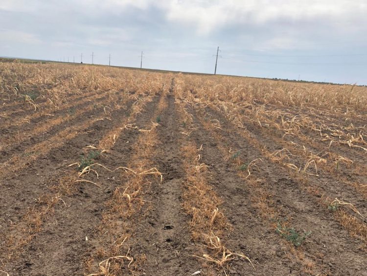 Sectorul agricol riscă să intre în colaps. Scrisoare deschisă către Ludovic Orban