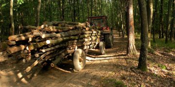 Pedepse dure pentru toți hoții de material lemnos. Maramureșul este fruntaș în ceea ce privește infracțiunile silvice