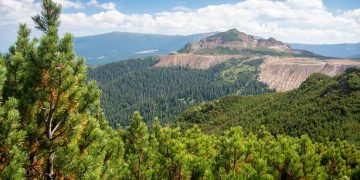 CCR: Legea USR privind înființarea DNA-ului pădurilor este neconstituțională