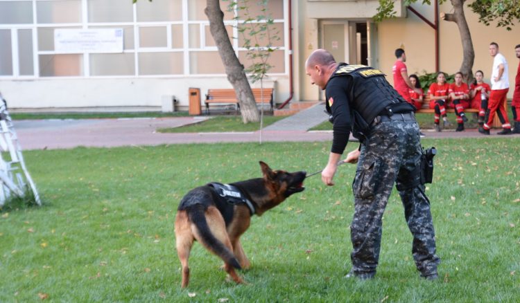 Cum sunt antrenați câinii-ofițeri maramureșeni care salvează vieți omenești din catastrofe