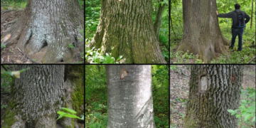 Lovitura deceniului. Costel Alexe pune cruce la 50.000 de stejari seculari, într-o afacere de 200 milioane de euro