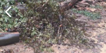 VITAL a sistat furnizarea apei către consumatorii din Băița. Calitatea apei brute este afectată de exploatările de masă lemnoasă