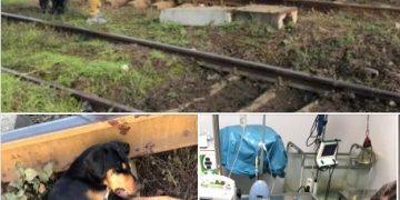 Caz sfâşietor în Baia Mare. Câine maltratat şi abandonat pe calea ferată, pe centura municipiului. Poliția s-a sesizat și a început ancheta – caz rezolvat