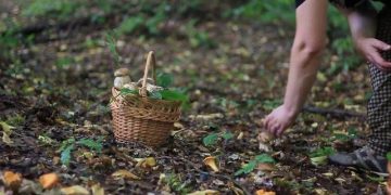 Recomandările salvamontiştilor maramureşeni în plin sezon de cules de ciuperci!