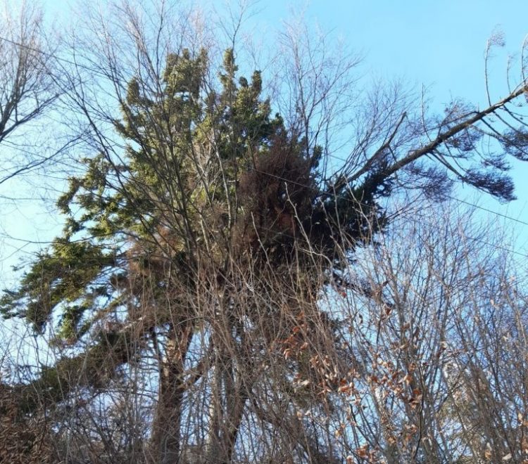 Prăpăd lăsat de furtuna abătută asupra Maramureşului. Cum va fi vremea până în 9 octombrie