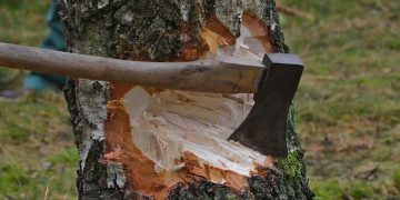 Un bărbat din Fersig va face puşcărie pentru tăiere fără drept de arbori