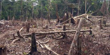 Poliţiştii din Şomcuta Mare, pe urmele hoţilor de lemne