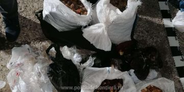 Aproximativ 250 kg de pietre semipreţioase, presupuse a fi chihlimbar, depistate la frontiera cu Ucraina