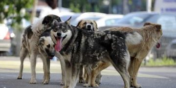 Poliția Animalelor s-a înființat prin ordonanță de urgență, anunță ministrul de Interne