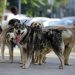 Poliția Animalelor s-a înființat prin ordonanță de urgență, anunță ministrul de Interne