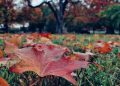 Prognoza meteo pe 2 săptămâni. Cum va fi vremea în Maramureş şi celelalte regiuni ale ţării