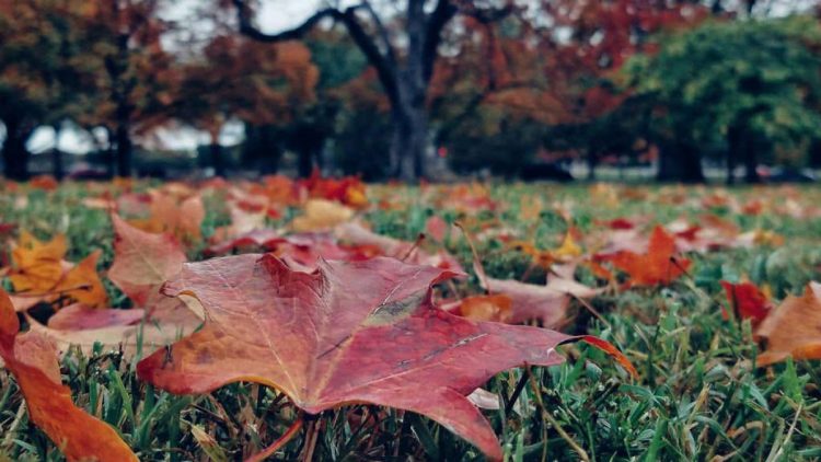 Prognoza meteo pe 2 săptămâni. Cum va fi vremea în Maramureş şi celelalte regiuni ale ţării