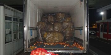 Aproximativ 1,7 tone de tutun vrac, depistate de polițiștii de frontieră, ascunse printre saci cu ceapă