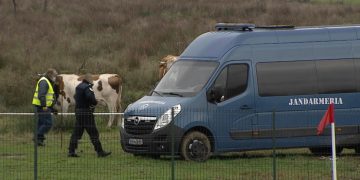 Fotbal. Liga 2. Peisaj inedit la meciul ACS Comuna Recea – Petrolul. Fără suporteri, dar cu vaci