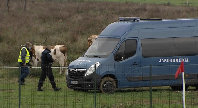 Fotbal. Liga 2. Peisaj inedit la meciul ACS Comuna Recea – Petrolul. Fără suporteri, dar cu vaci
