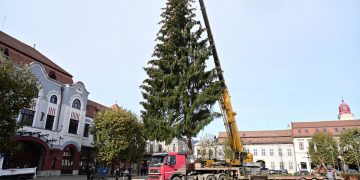 Bradul băimărenilor a ajuns în inima cetății. GALERIE FOTO