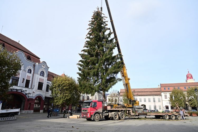 Bradul băimărenilor a ajuns în inima cetății. GALERIE FOTO