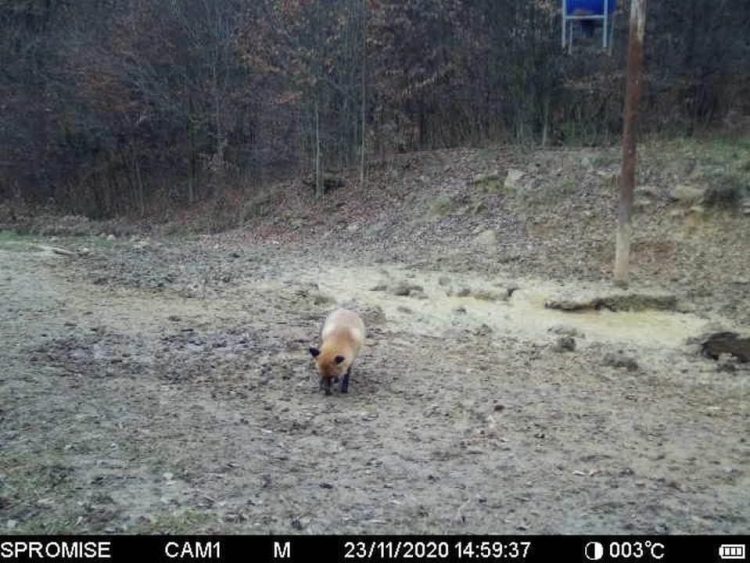 Imagini direct din natura