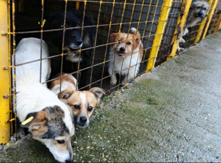 Adăpostul public pentru câini din Baia Mare are nevoie de ajutor!