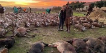 Indignare în Portugalia după ce spaniolii au ucis peste 500 de animale la o partidă de vânătoare pe teritoriul portughez