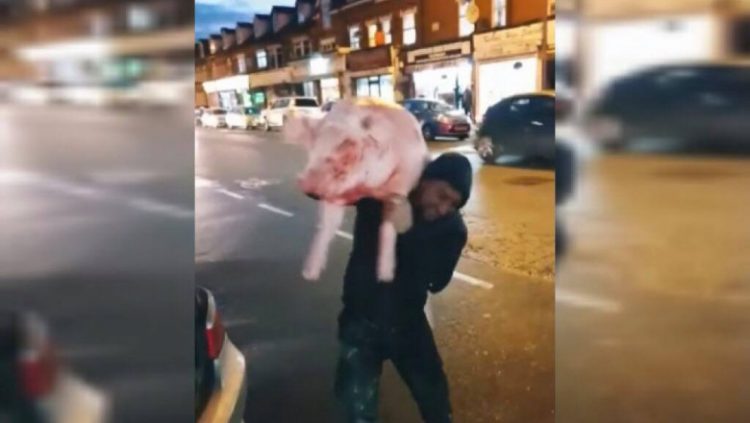 Trei români au făcut spectacol în Marea Britanie! Cu porcul tăiat, pe străzile Londrei