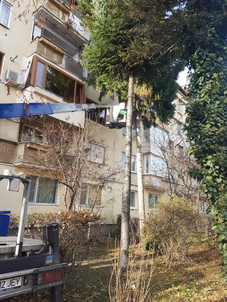 Defrişări şi toaletare de arbori în Baia Mare, la solicitarea cetăţenilor