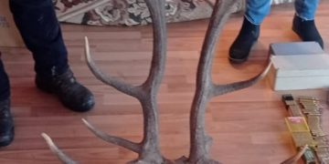 Percheziţii domiciliare în Vişeu de Sus la patru braconieri. Au fost găsite arme, cartuşe, coarne, trofee de mistreţ, dar şi  carne şi de vânat